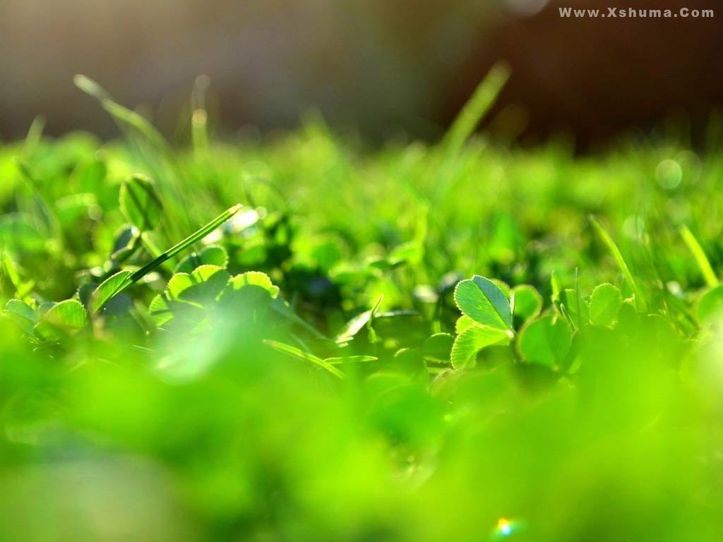 Green eye protection landscape desktop wallpaper high-definition image