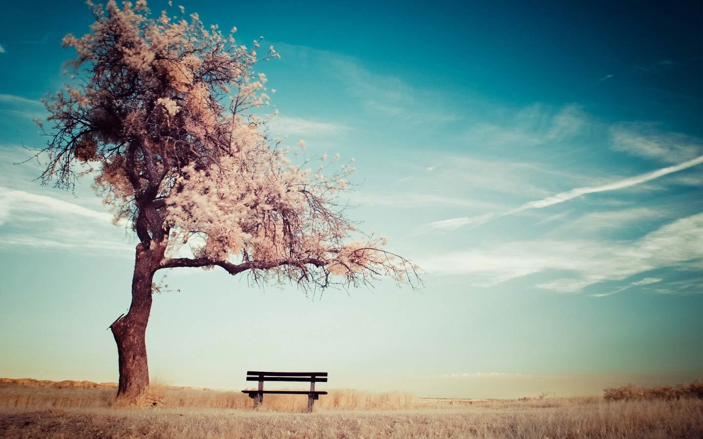 Lonely bench, beautiful and melancholic scenery, desktop wallpaper