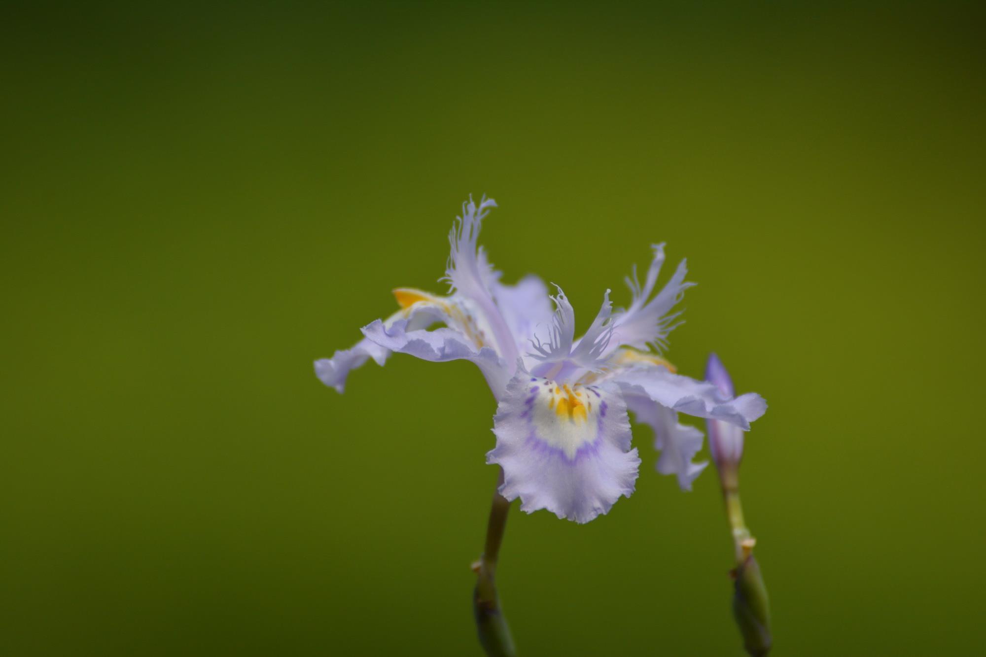Complete collection of fresh computer wallpaper pictures of plant iris flowers
