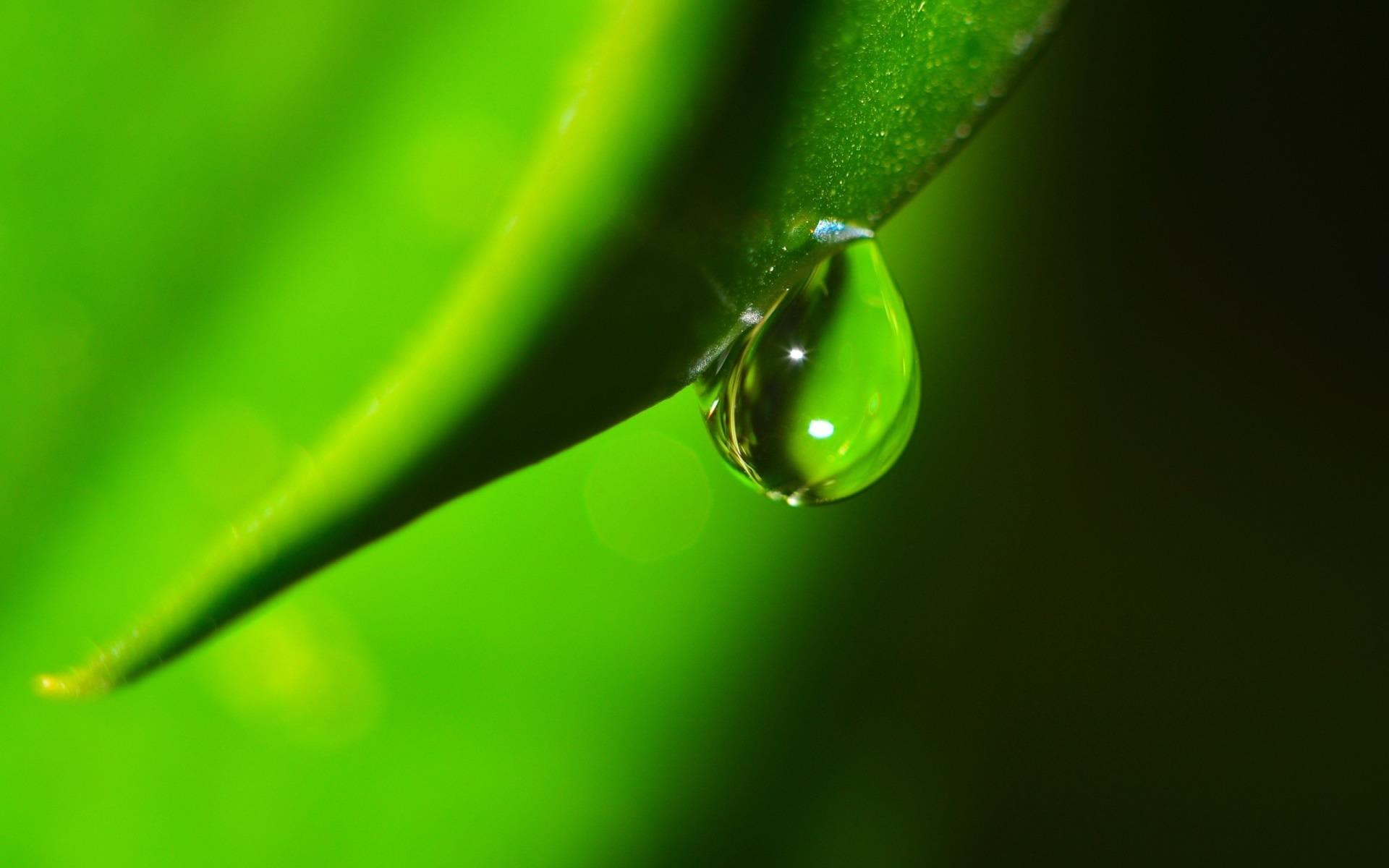 High definition wallpaper image of fresh water droplets on green leaves