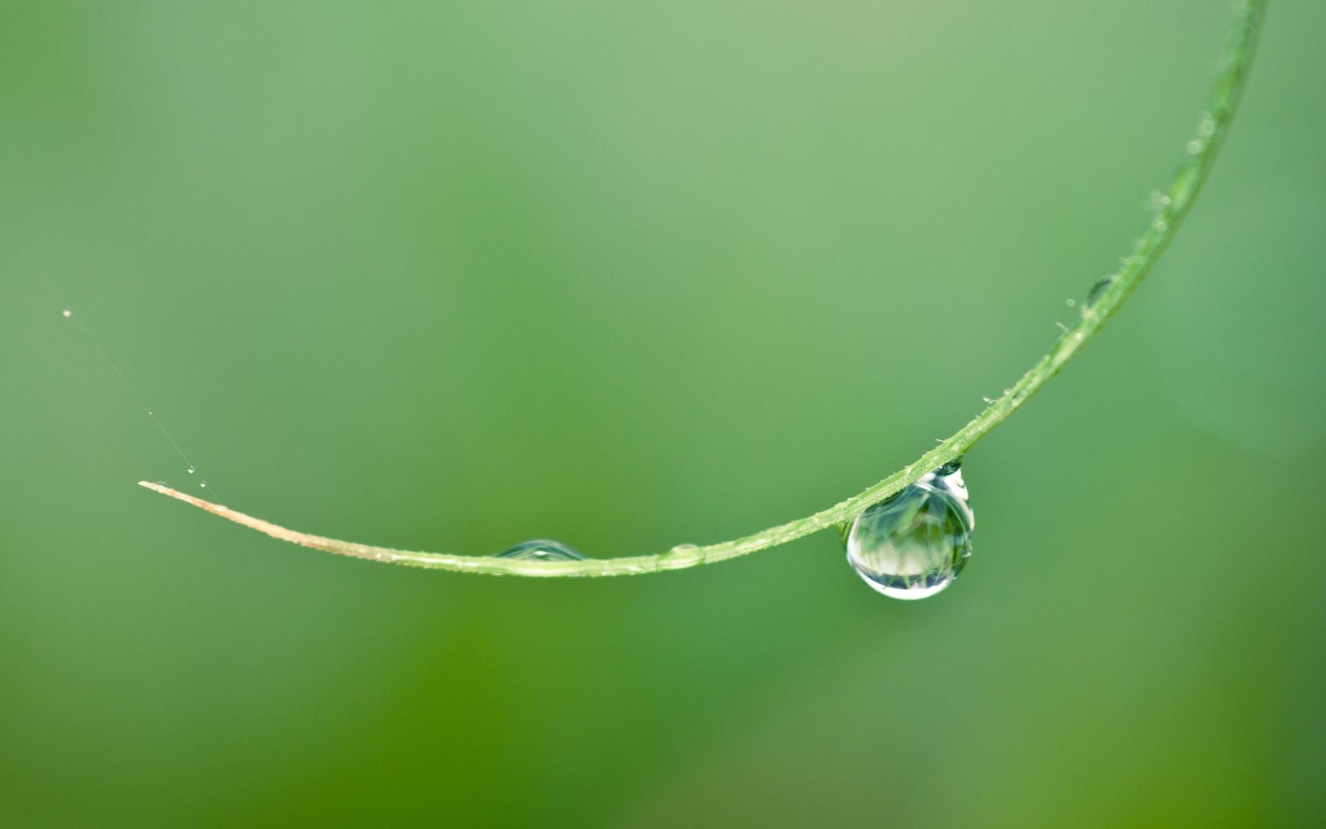 High definition wallpaper image of water droplets on green leaves
