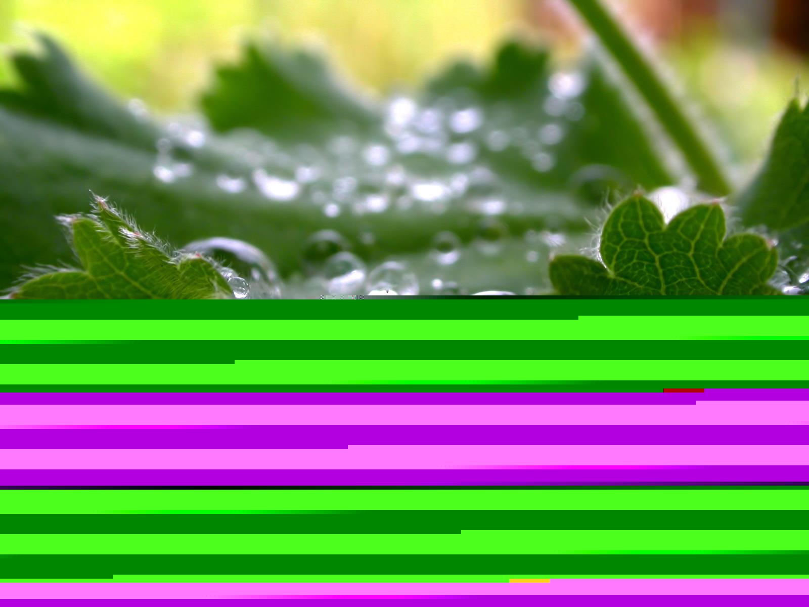 Green plant water droplet computer desktop wallpaper image