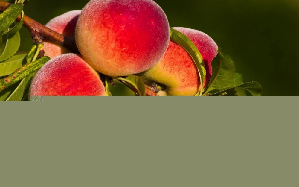 Selected Fruit Images Desktop Wallpaper Download 1