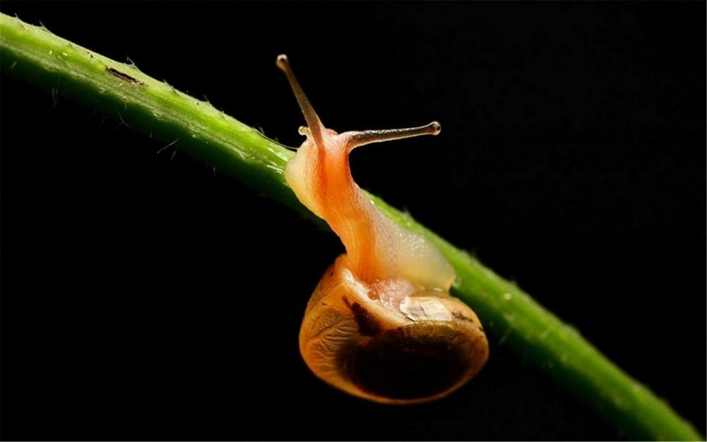 Complete collection of high-definition desktop wallpaper images of mollusks and snails at close range
