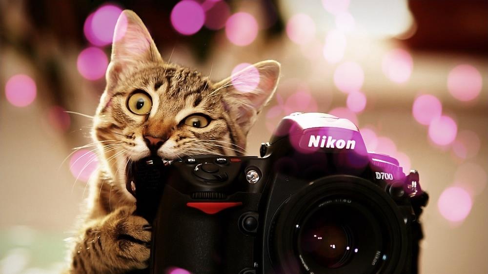 Download high-definition desktop wallpaper for cute little cat nibbling on camera