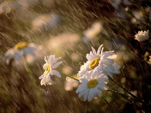 The raindrops create ripples one after another