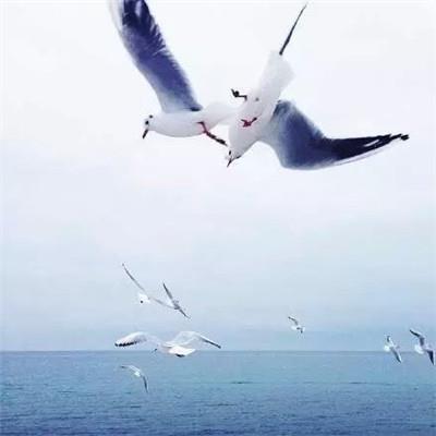 Little fresh picture: Birds flying over the sea