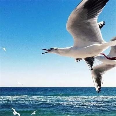 Little fresh picture: Birds flying over the sea