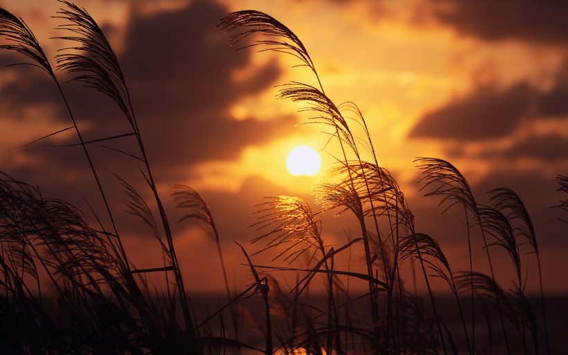 The reeds in the wind appear so beautiful. Picture