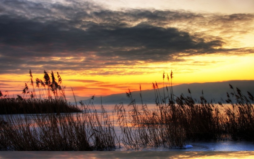 The reeds in the wind appear so beautiful. Picture