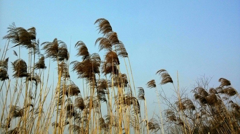 The reeds in the wind appear so beautiful. Picture