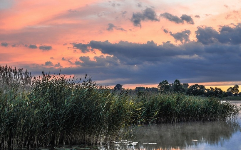 The reeds in the wind appear so beautiful. Picture