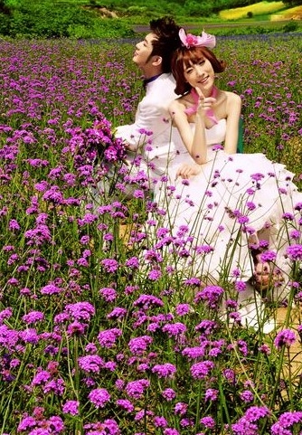 A picture of a couple falling in love in the lavender flower sea