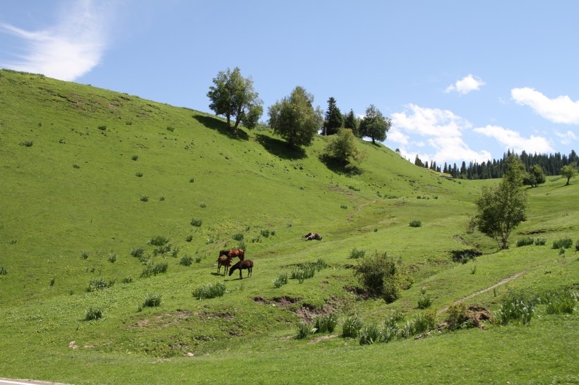 The sheep are staying on the Narati grassland