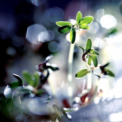 I love those beautiful and green plant series that are fresh and beautiful