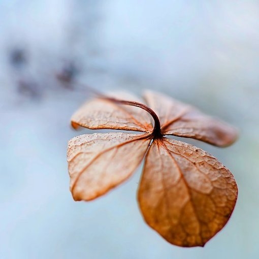 I love those beautiful and green plant series that are fresh and beautiful