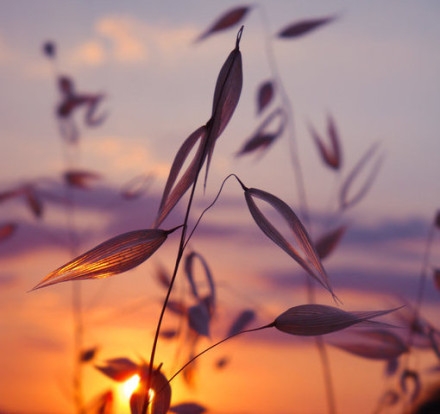 Beautiful, fresh, and melancholic mood, lomo healing forest style pictures