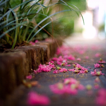 Beautiful, fresh, and melancholic mood, lomo healing forest style pictures