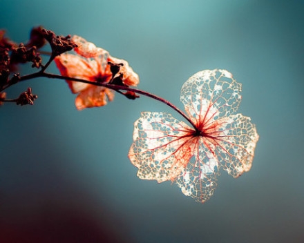 Beautiful, fresh, and melancholic mood, lomo healing forest style pictures