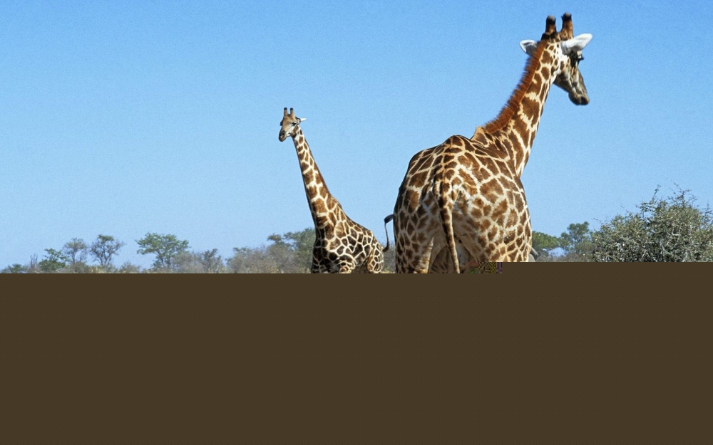 A beautiful picture of a giraffe under the blue sky