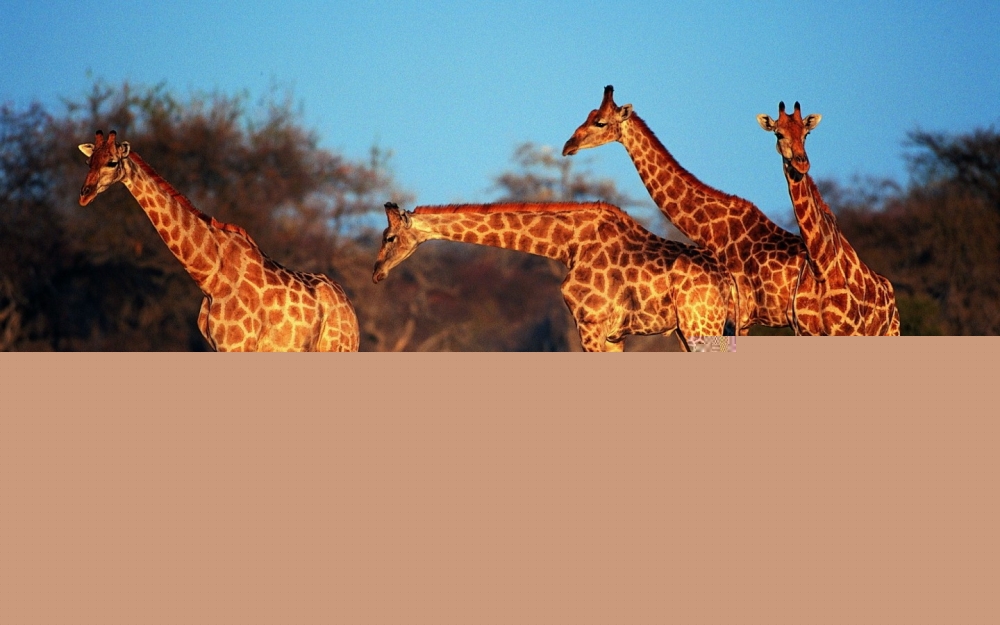 A beautiful picture of a giraffe under the blue sky