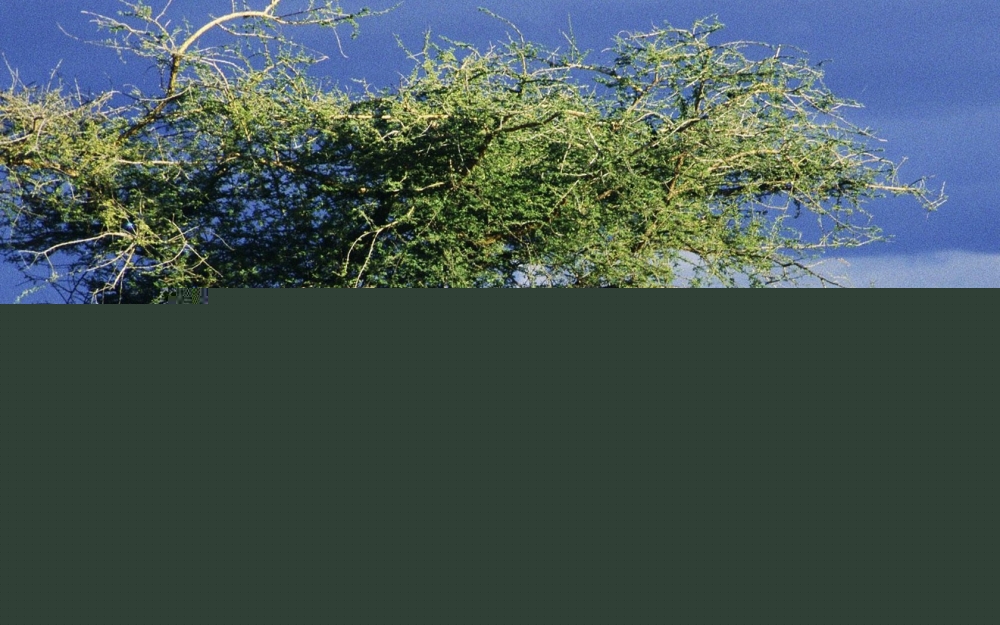 A beautiful picture of a giraffe under the blue sky