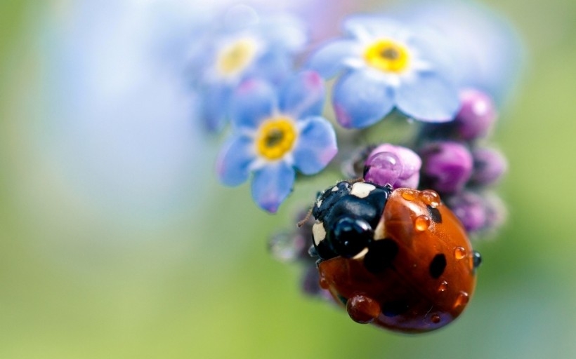 Seven starred ladybugs with two antennae are smelling the fragrance of petals