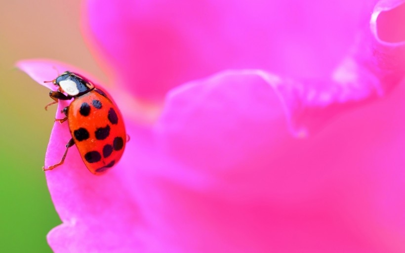 Seven starred ladybugs with two antennae are smelling the fragrance of petals