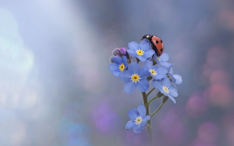 Seven starred ladybugs with two antennae are smelling the fragrance of petals