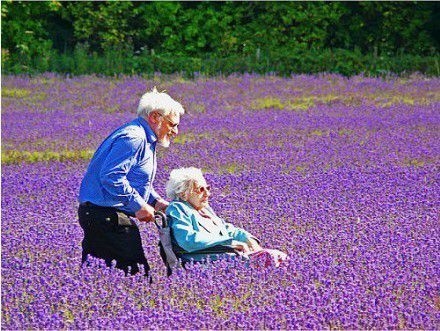 Small and Fresh Lavender Flower Sea Warm Date Holy Land Beautiful Picture