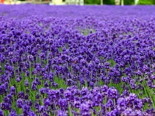 Small and Fresh Lavender Flower Sea Warm Date Holy Land Beautiful Picture