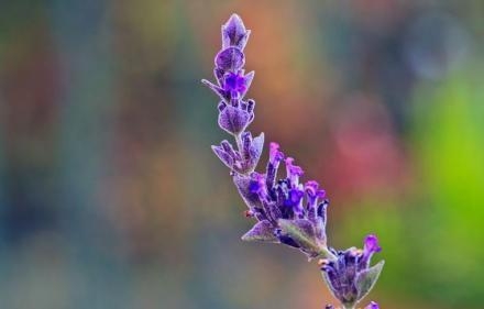 Small and Fresh Lavender Flower Sea Warm Date Holy Land Beautiful Picture