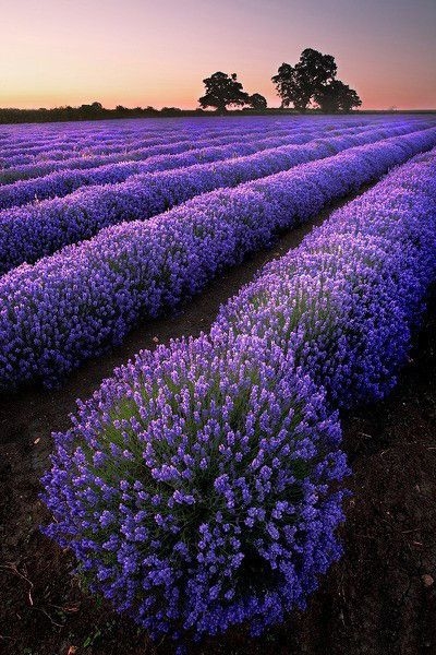 Small and Fresh Lavender Flower Sea Warm Date Holy Land Beautiful Picture