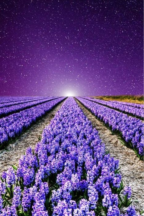 Small and Fresh Lavender Flower Sea Warm Date Holy Land Beautiful Picture