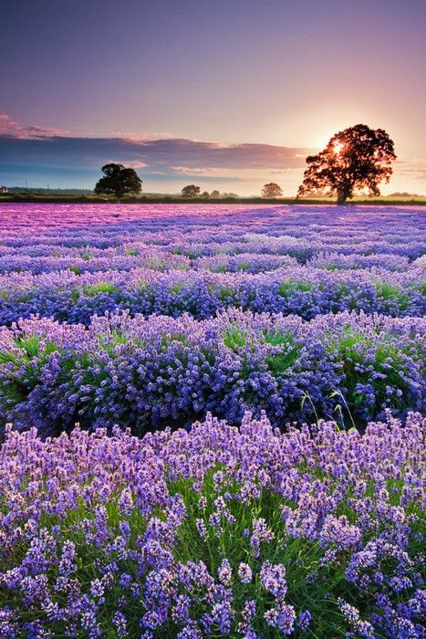 Small and Fresh Lavender Flower Sea Warm Date Holy Land Beautiful Picture