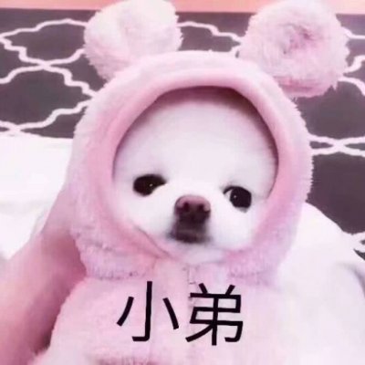 Dumb, Cute, and Funny Dog Couple Avatar Latest WeChat Cute Dog Avatar One Pair Two