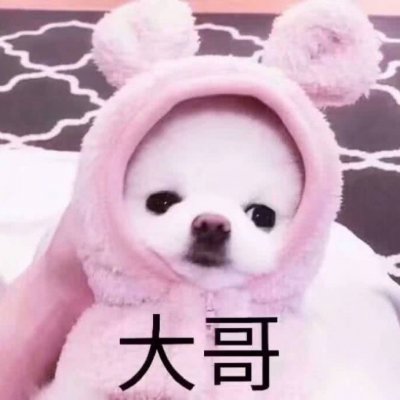 Dumb, Cute, and Funny Dog Couple Avatar Latest WeChat Cute Dog Avatar One Pair Two