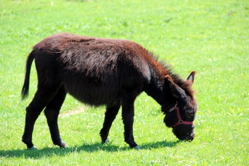 Hungry donkeys grazing on the grassland