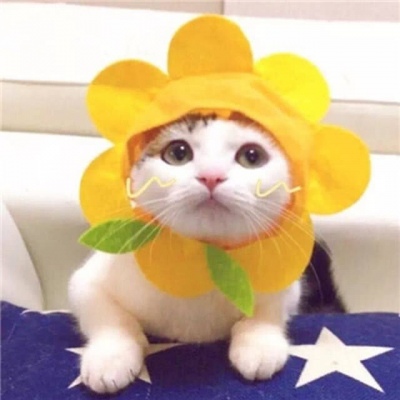 The latest QQ couple avatar with cute cats, I use the four seasons to wait for you