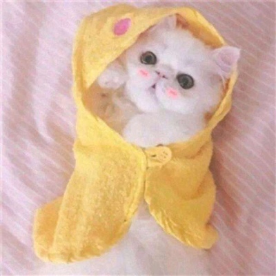 The latest QQ couple avatar with cute cats, I use the four seasons to wait for you