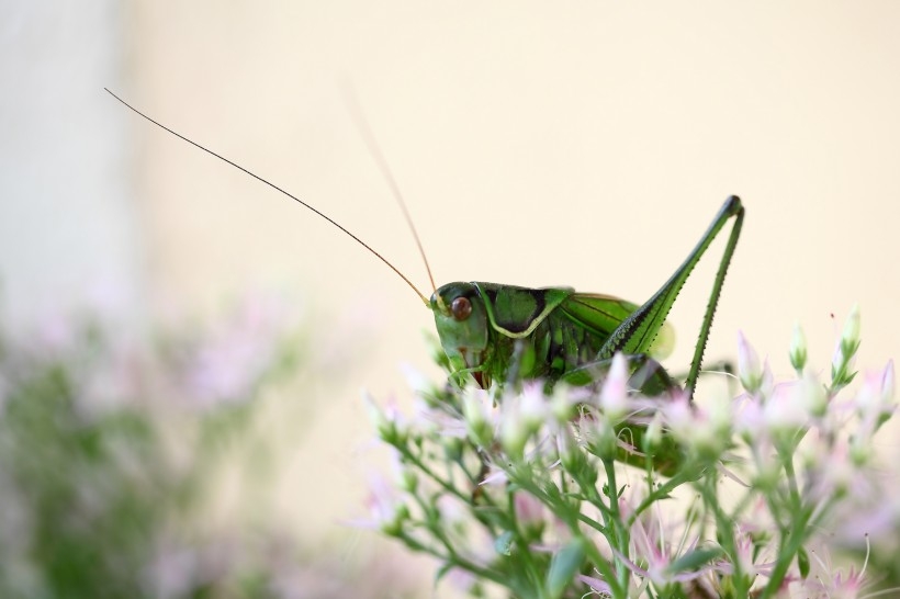Green grasshoppers jump among the flowers