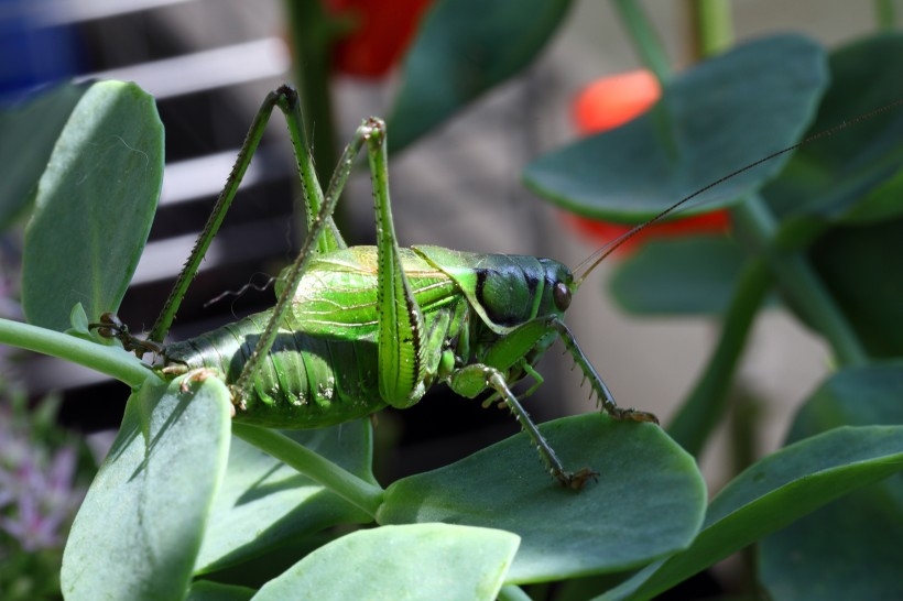 Green grasshoppers jump among the flowers