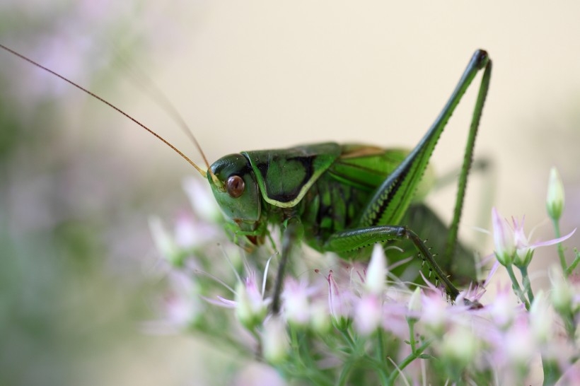 Green grasshoppers jump among the flowers