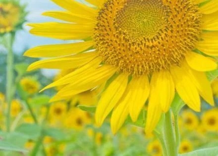 Sunflowers shine yellow and beautiful under the sunlight