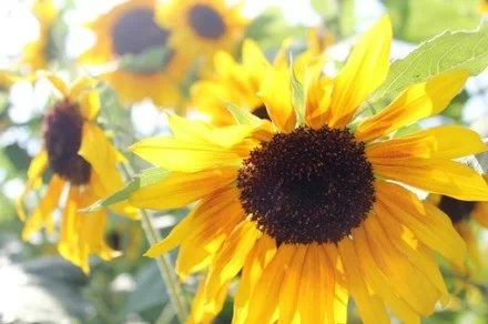 Sunflowers shine yellow and beautiful under the sunlight