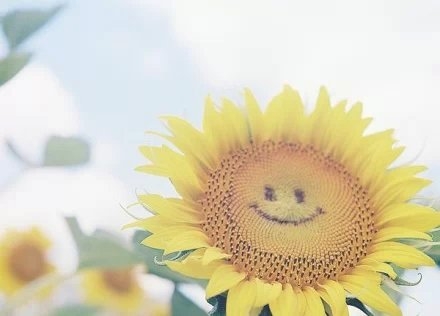 Sunflowers shine yellow and beautiful under the sunlight