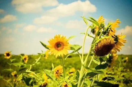 Sunflowers shine yellow and beautiful under the sunlight