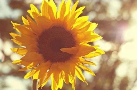Sunflowers shine yellow and beautiful under the sunlight