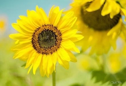 Sunflowers shine yellow and beautiful under the sunlight