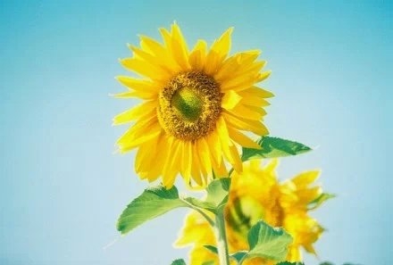 Sunflowers shine yellow and beautiful under the sunlight